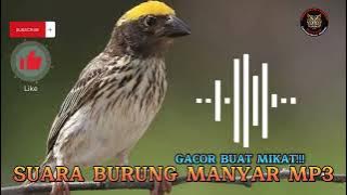 🔴Suara Burung Manyar MP3 gacor ‼️