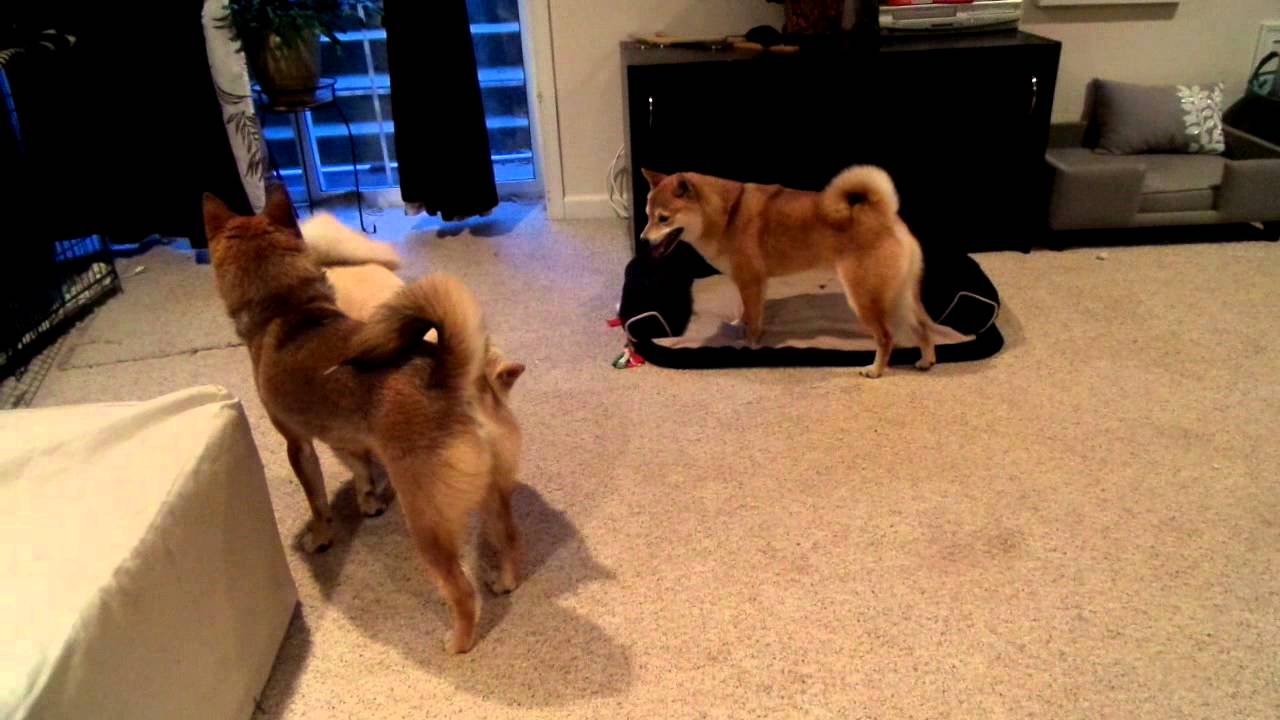 cream shiba inu puppy for sale DC Shiba Inu Rescue (DC SIR): Haru, Tiki, Buddy and Katniss playing