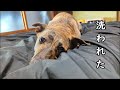 元猟犬を洗いました　洗った後に謎行動が見られましたが、ストレスからなのでしょうか