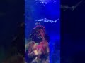 #Birmingham #sealife #shortvideo