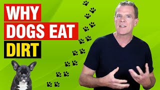 Why Does My Dog Eat Dirt? (5 Reasons and How to STOP it)