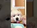 犬が突然「妹」の子猫を迎えた時 #犬 #子猫 #犬と猫 #犬と妹 #猫かわいい