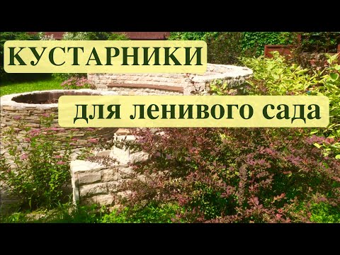 КУСТАРНИКИ ДЛЯ ЛЕНИВОГО САДА В СРЕДНЕЙ ПОЛОСЕ РОССИИ.