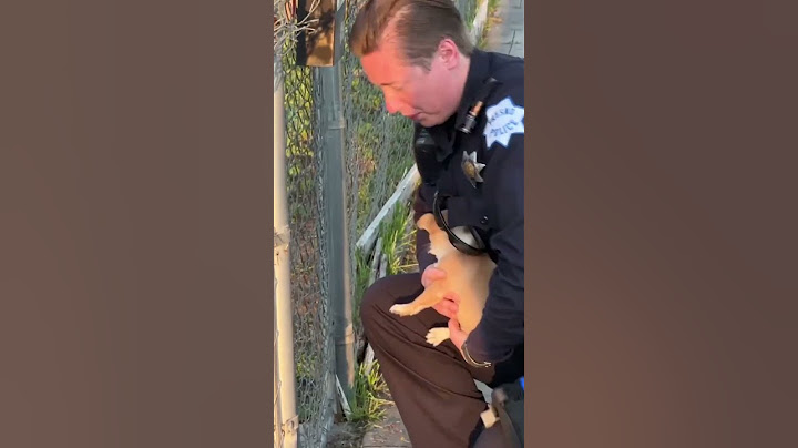 Small puppy rescued after found with head stuck in gate in Fresno