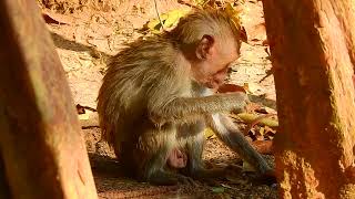 What an amazing thing it is! The fact that you are really kind by Baby Monkey 145 views 3 weeks ago 5 minutes, 34 seconds