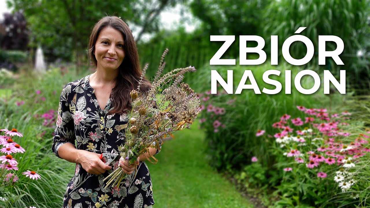 Zbiór nasion kwiatów. Jak zbierać nasiona? Jak mieć rośliny za darmo.