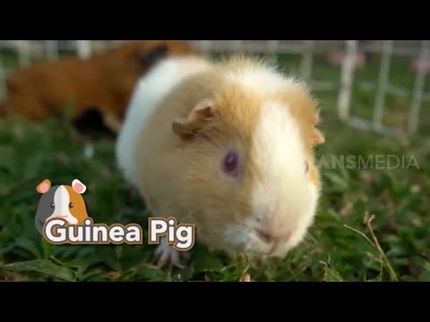 Video: Tiga Permainan Untuk Main Dengan Babi Guinea Anda