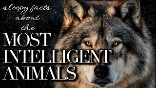 Bedtime Facts About the Most Intelligent Animals💤Sleep Documentary Podcast