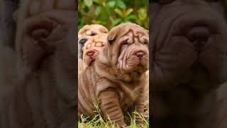 Exploring the Unique Wrinkles and Loyalty of Chinese Shar Pei Dogs #newtimes  #dog #doglover