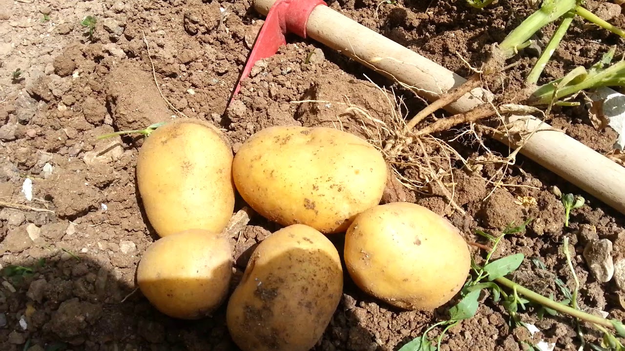 Patates topraktan çıkarılırken yetişmiş haliyle - YouTube