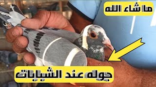 جوله عند شبابات الحمام الزاجل(افضل طيور)