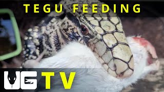 Underground Tv - Ep 6 - Tegu Feeding