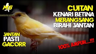 CUITAN KENARI BETINA MEMANCING BIRAHI JANTAN JADI CEPAT GACOR #kenari#kicaumania #kenarigacor