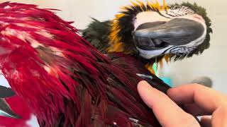 How big are macaw quills and pin feathers?