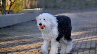 How to Groom an Old English Sheepdog: A StepbyStep Guide