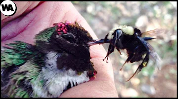 ¿Se hacen daño los colibríes cuando se pelean?