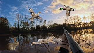 Chasse du petit gibier multi-espèces !