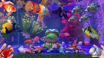 Video Tổng Hợp Động Vật Đầy Màu Sắc,Hoa,Cây,Cá Cắt Kéo,Cá Cánh Buồm,Cá Lóc Bông,Cá Rô,Ốc ,Rùa