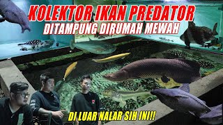 SULTAN MUDA BANDUNG !!! IKAN PREDATOR PURBA MEWAH SEMUA ADA DISINI !!! KOLEKTOR IKAN PURBA MEWAH