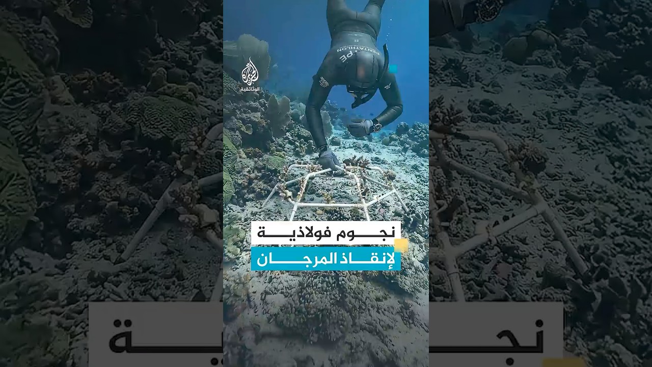 زراعة المرجان.. حل مبتكر لمواجهة ظاهرة موت الشعاب المرجانية