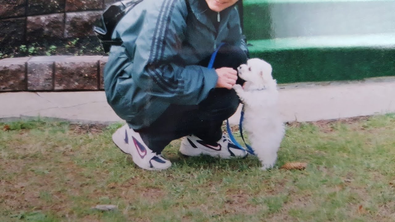 Maltese dog training tips, indoor potty training puppy - YouTube