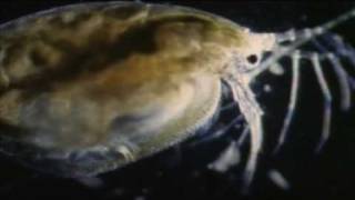The Origin Of Life Chemistry Biology Abiogenesis