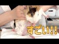 モルモットの手術痕が衝撃的でした…！【白ちゃん】