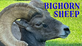 Desert Bighorn