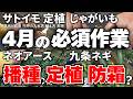 【家庭菜園】4月の作業は、これをやろう!僕が栽培予定の21品目の作業の要点をまとめて解説する