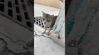 Cute Cat 😺 | Cat Shorts #cat #cutecat #catshorts #funnycatvideo