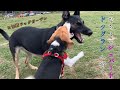 へなちょこシェパード、ドッグランへ行く【加西ドッグガーデン】A Weak German Shepherd Dog Goes To the Dog Run