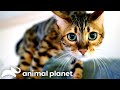 Bengal cat wont stop attacking owner  my cat from hell  animal planet