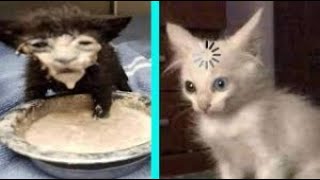 اجمل قطط مضحكة🐱😍 على تيك توك - TikTok 🔥 screenshot 3