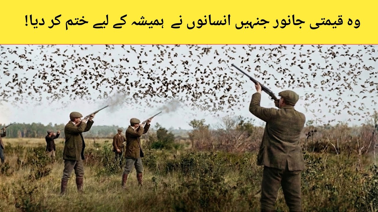 5 Animals Humans Drove to Extinction Forever!😮 | Amazing fact Donyia #Wildlife #ExtinctAnimals