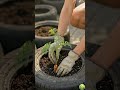 Easy DIY Garden Carrot Planter Using Old Tires 🥕🥕🥕 #garden