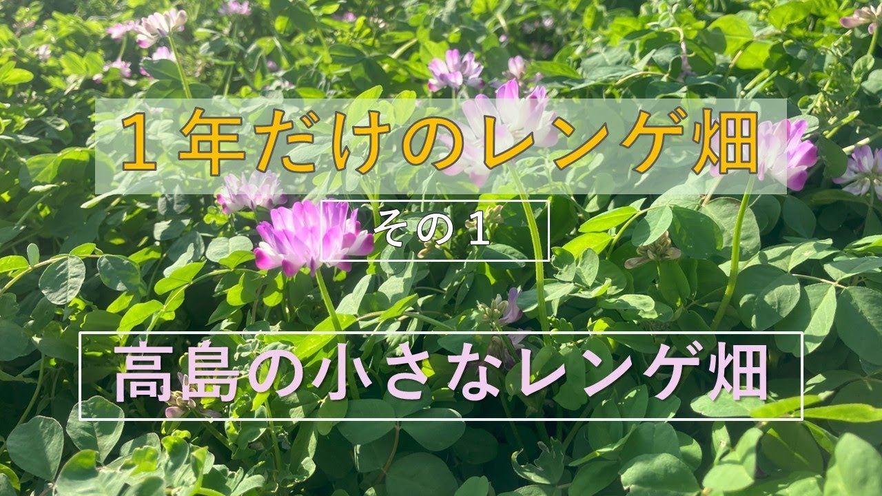 れんげ 植える時期 – れんげ草の育て方 – オオヤマレンゲ(大山蓮華)の育て方・栽培方法 – HYLI