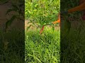 Chili harvesting from my garden 🌶🌶
