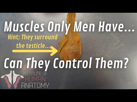 Can Men Control Their Balls??? (Important Anatomy!!)