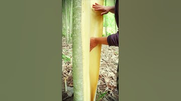smart technique to peel the bark directly from the tree easily #shorts
