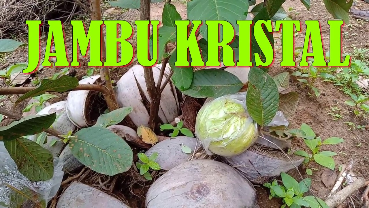 JAMBU KRISTAL - Bibit Asal Cangkok 2 Masih Pendek Sudah Berbuah 