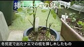 薔薇の挿し木 植え替え 鉢上げ Youtube