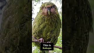 Kakapo  The Flightless Parrot #shorts