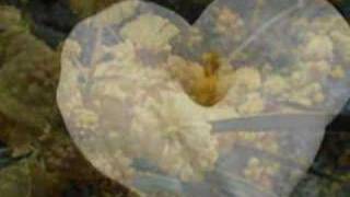 Flowers from Heaven