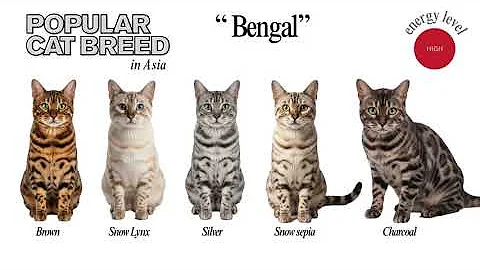 Video 11345171: scottish fold, british shorthair, russian blue, bombay, maine coon, siamese, persian, popular cat breeds, cat playing