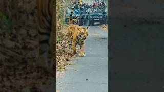 Pilibhit Tiger Reserve||Jungle Safari||wildlife photography||wildlife sanctuary||#wildlife #animals