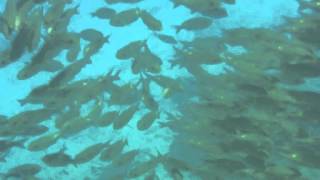 Maldives Snorkel 2013