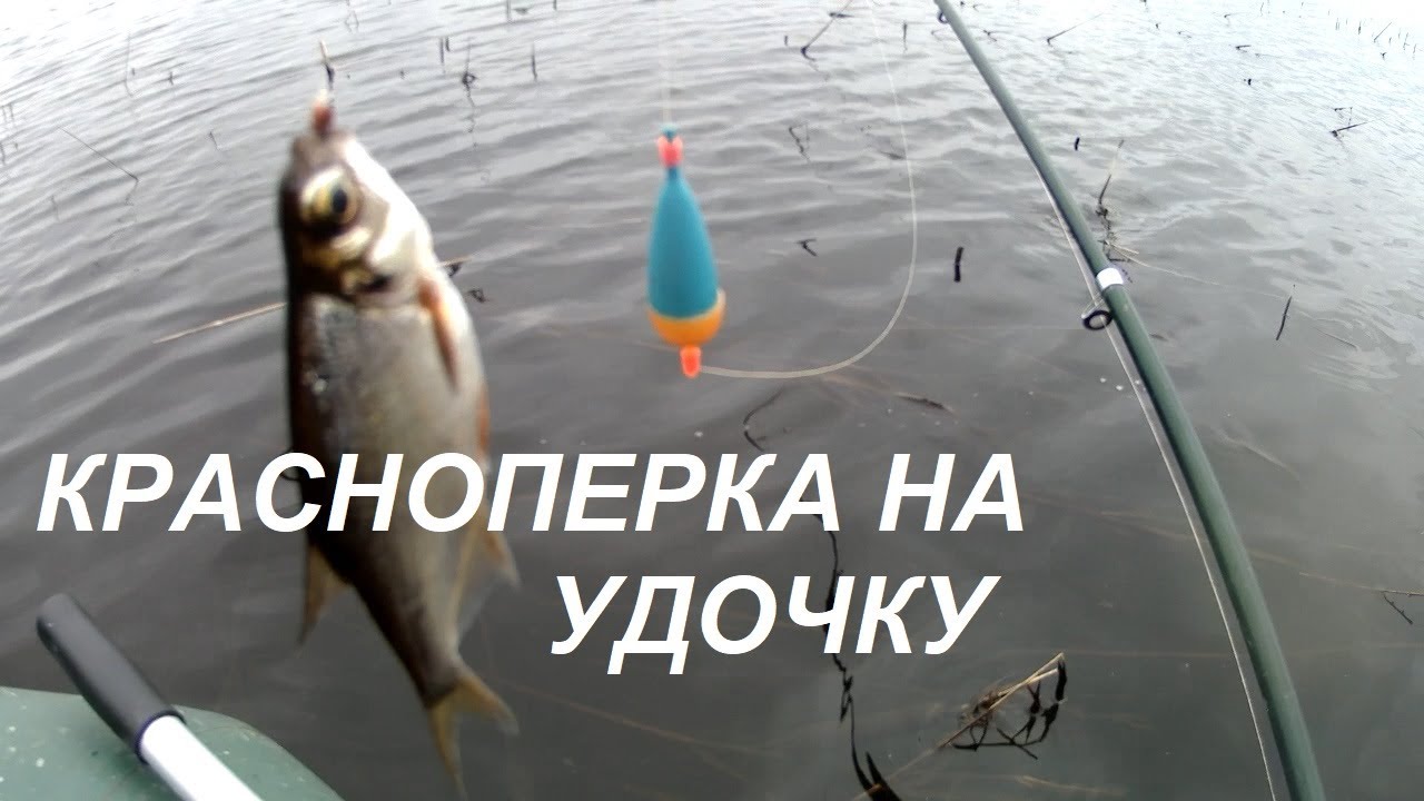 Осетр реальная рыбалка волга