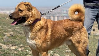Azerbaycanin En Büyük Qurdbasar Çi̇ftli̇ği̇ Kurtbasar Köpekler 