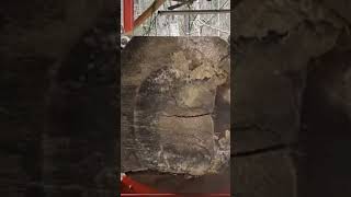 1st edging Slab From The Poplar too Big To Saw