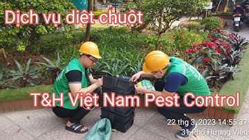 Dịch vụ diệt chuột, bắt chuột Hà Nội - T&H Việt Nam Pest Control